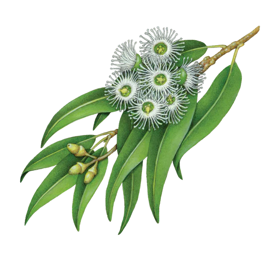 Lemon Scented Eucalyptus, Rosemary Essential Oil  Terra Botanica