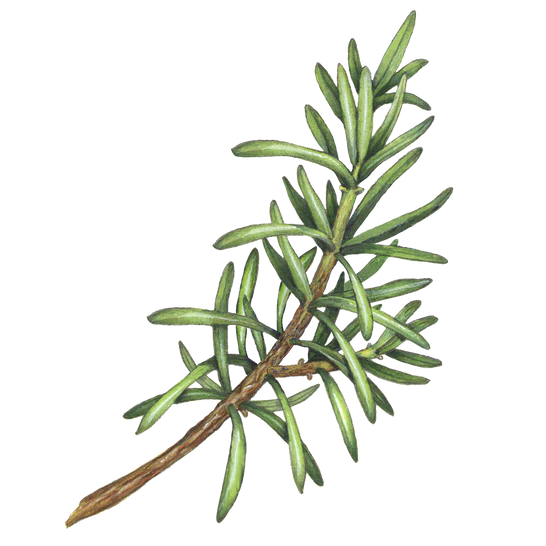 Lemon Scented Eucalyptus, Rosemary Essential Oil  Terra Botanica